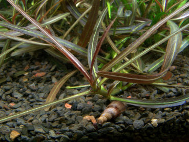 Hygrophila 'Araguaia' 1-2-Grow!